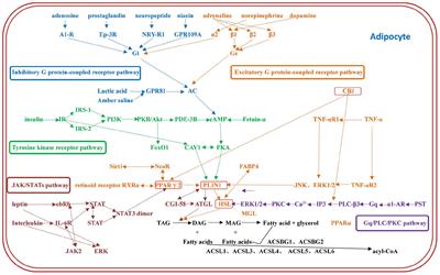 A Study of the Regulatory Mechanism of the CB1/PPARγ2/PLIN1/HSL Pathway for Fat Metabolism in Cattle